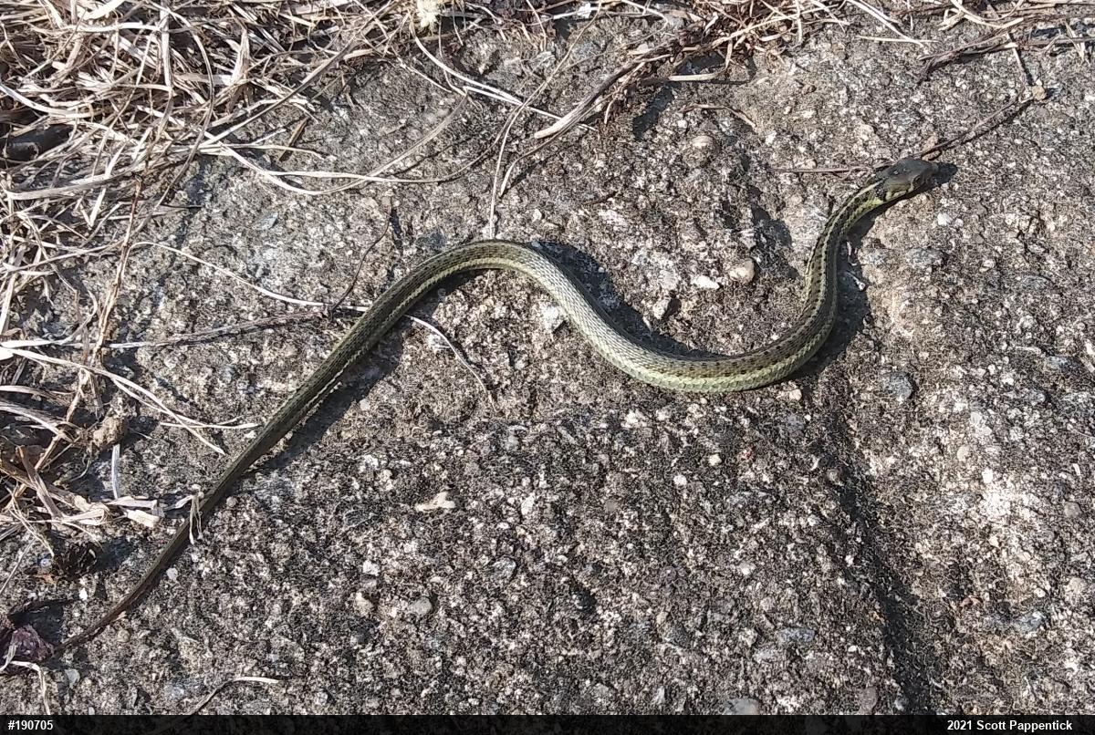 Eastern Gartersnake