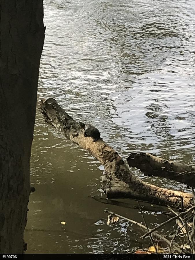 Eastern Musk Turtle