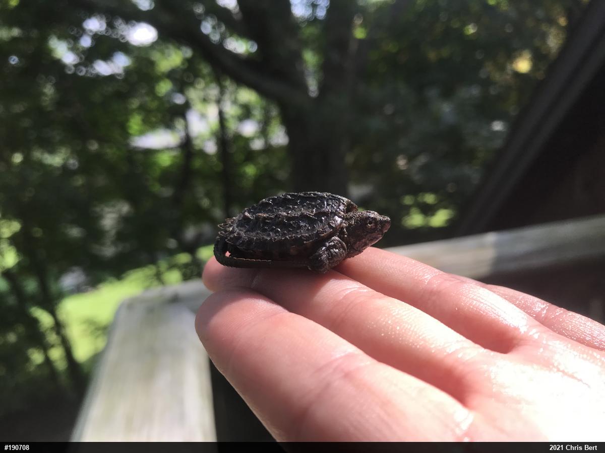 Snapping Turtle
