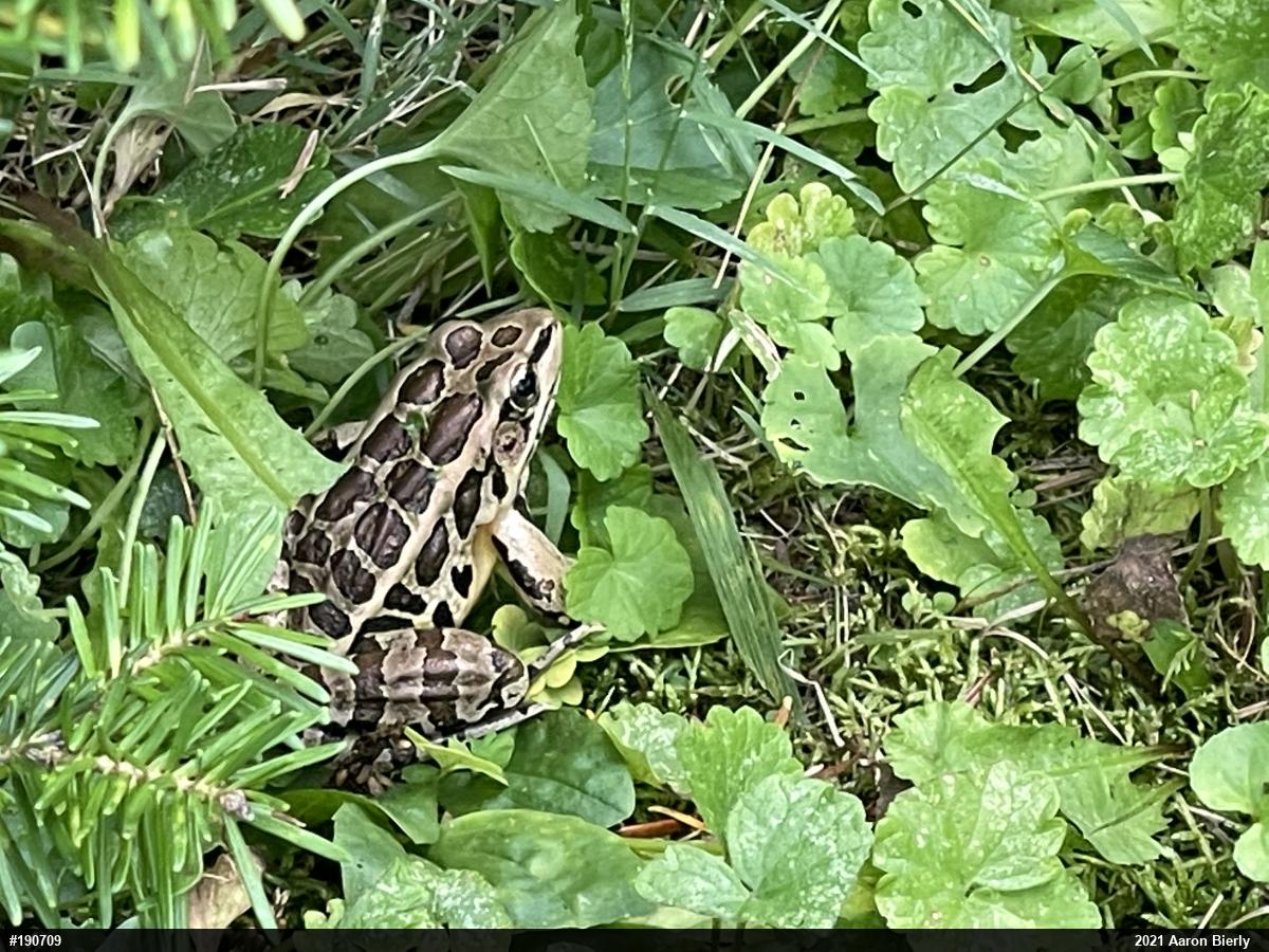 Pickerel Frog