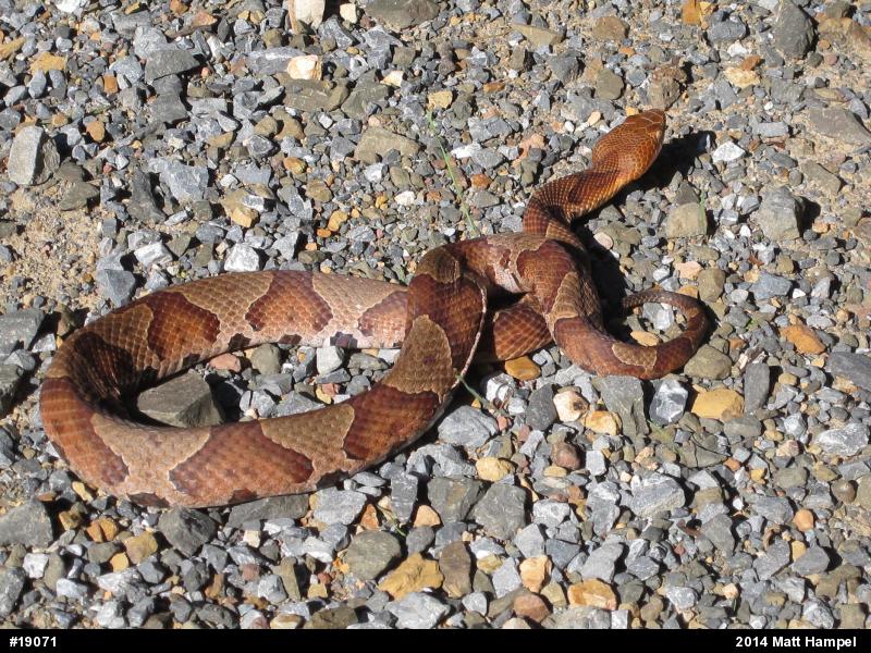 Northern Copperhead