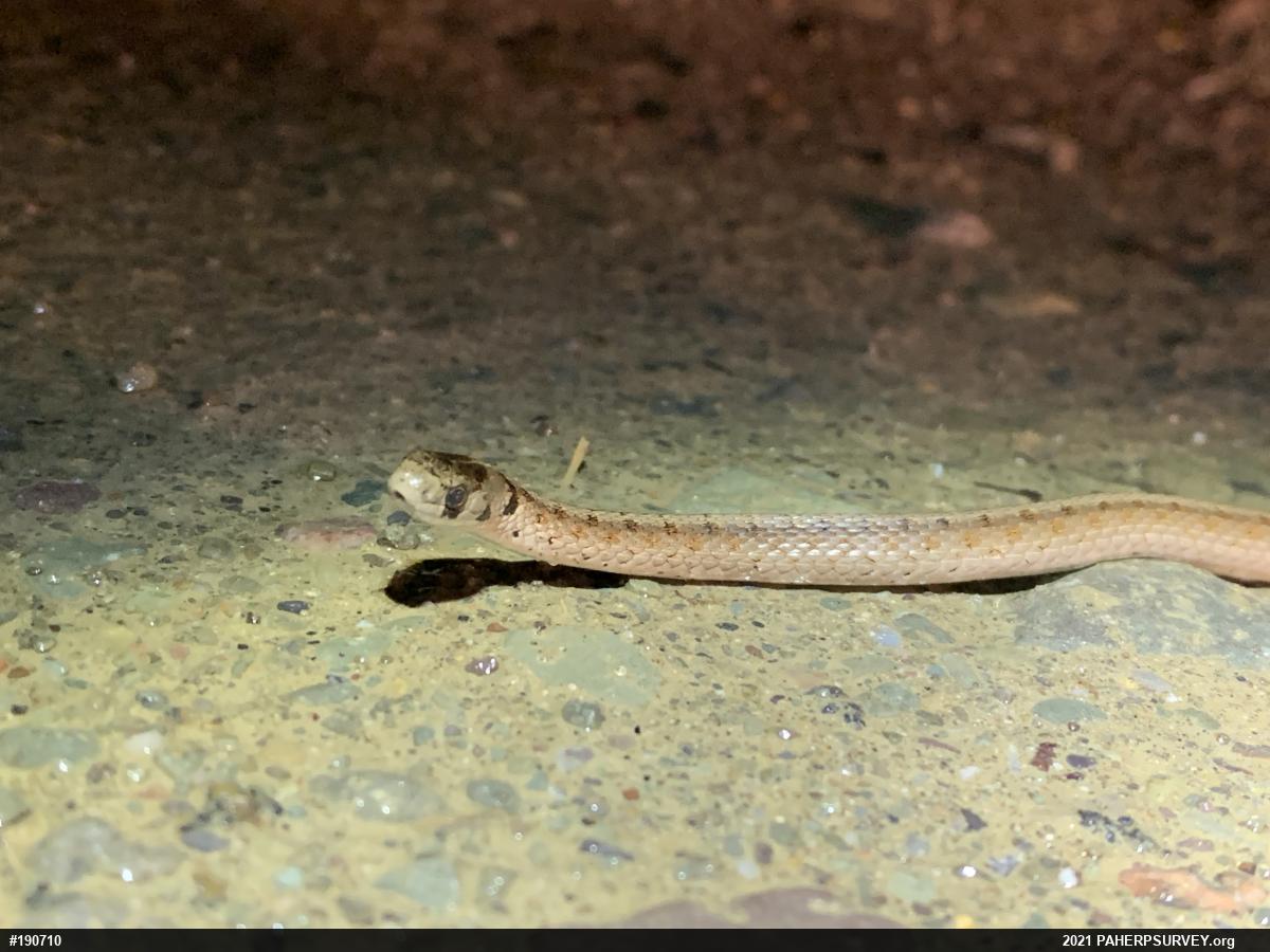 Dekay's Brownsnake