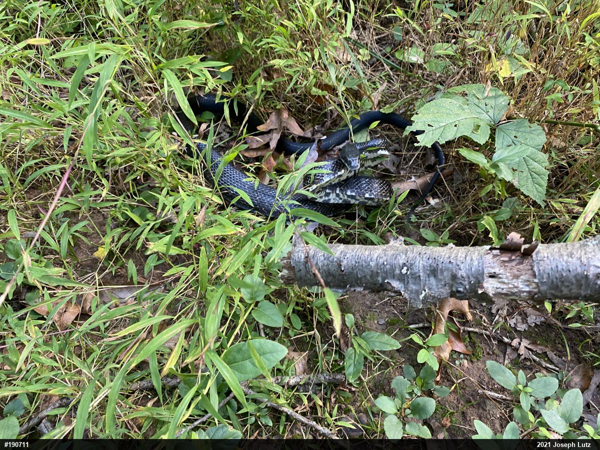 Eastern Ratsnake