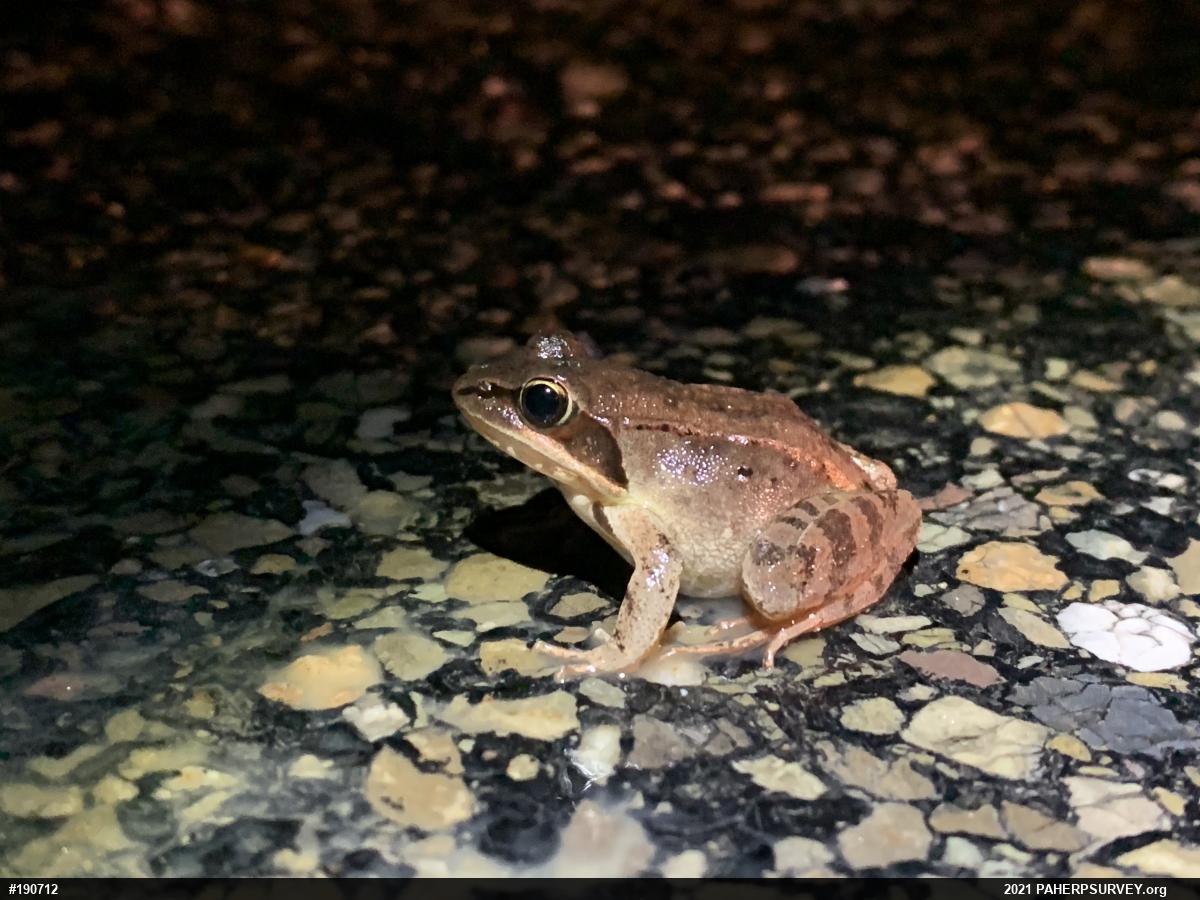 Wood Frog