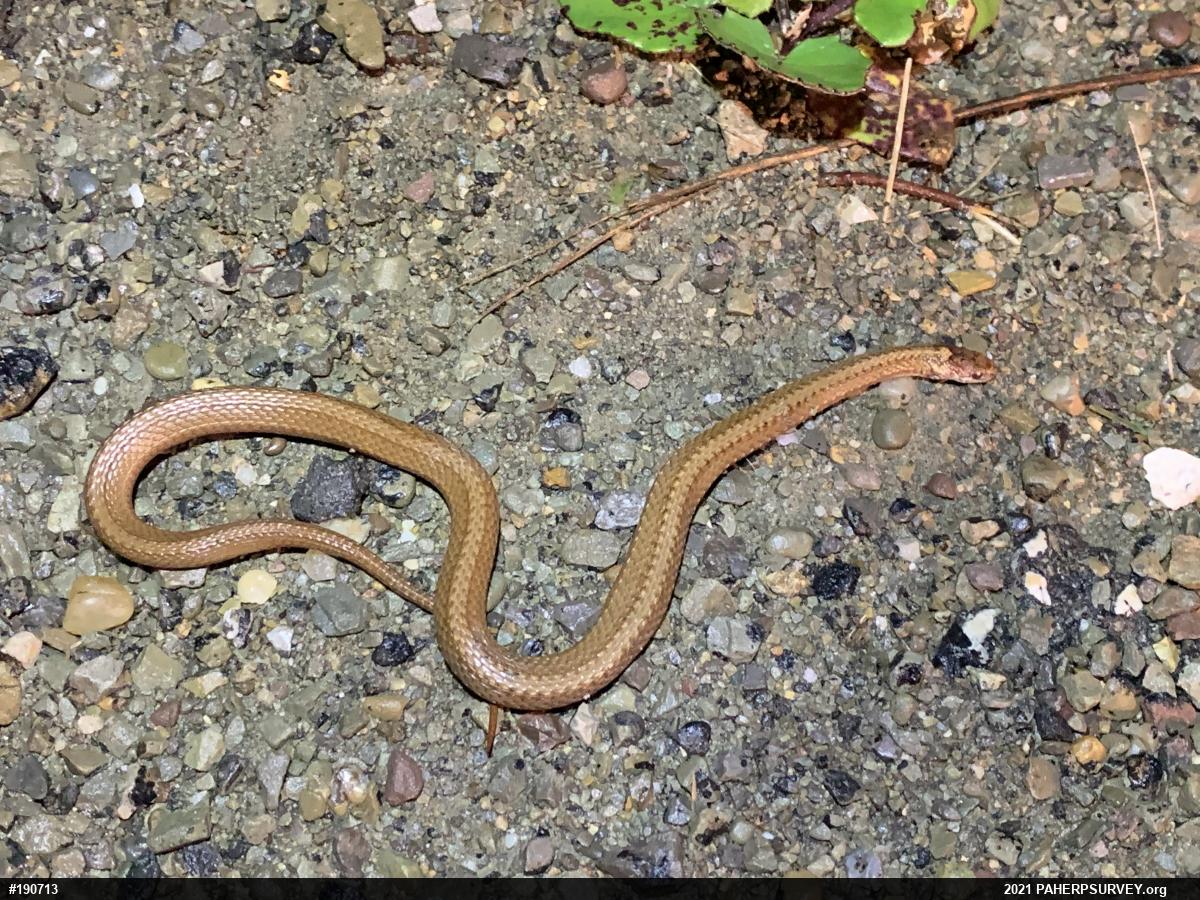 Red-bellied Snake