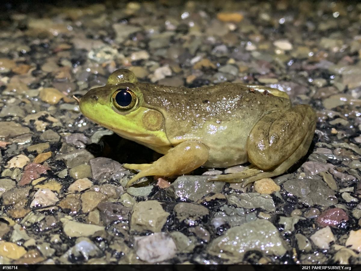 American Bullfrog