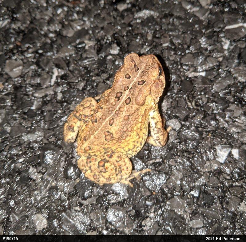 Eastern American Toad