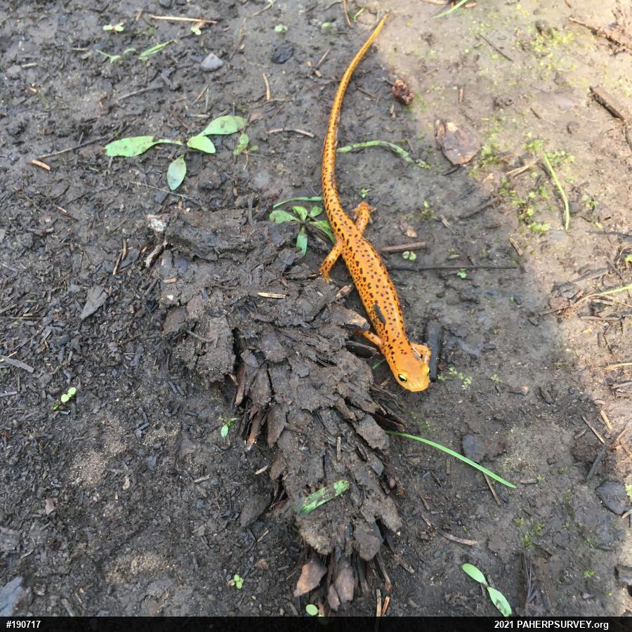 Eastern Long-tailed Salamander