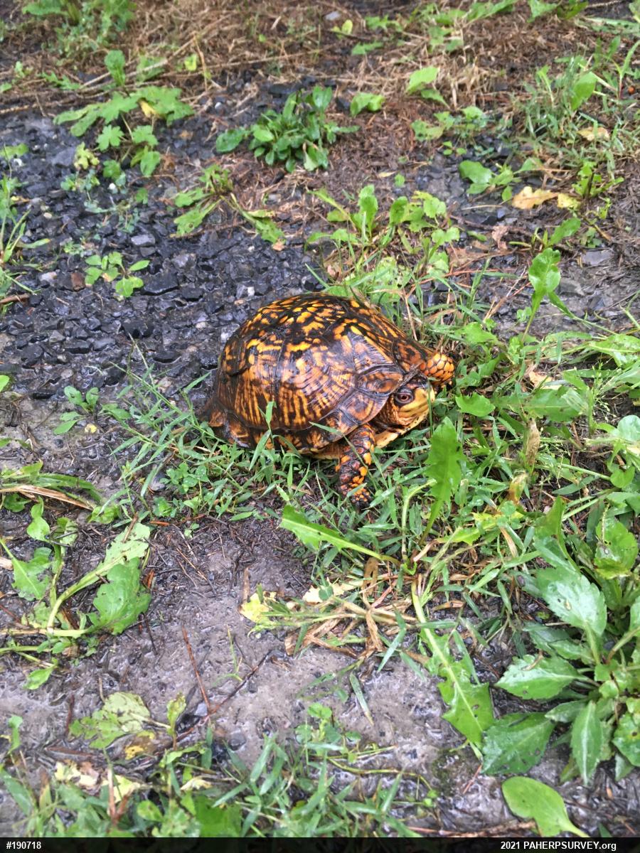 Eastern Box Turtle