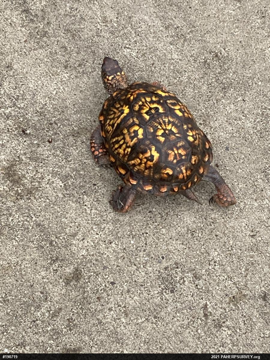 Eastern Box Turtle