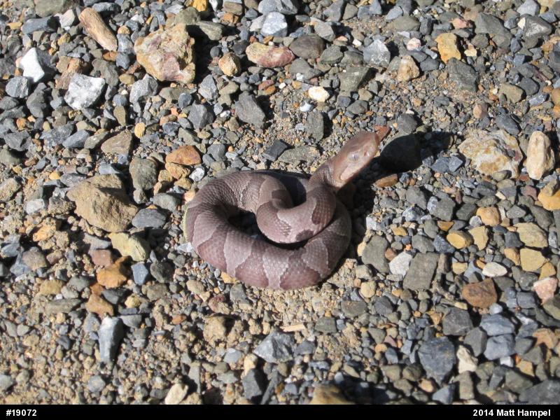 Northern Copperhead