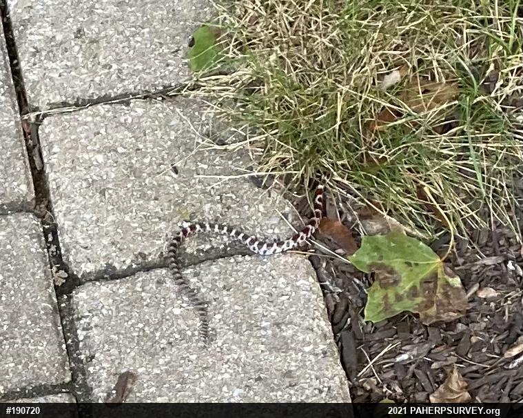 Eastern Milksnake