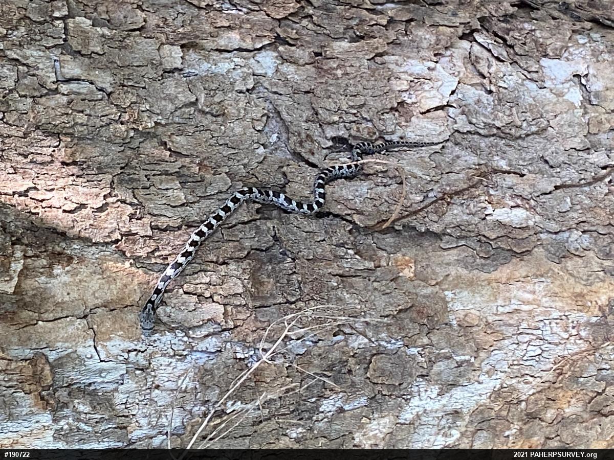 Eastern Ratsnake