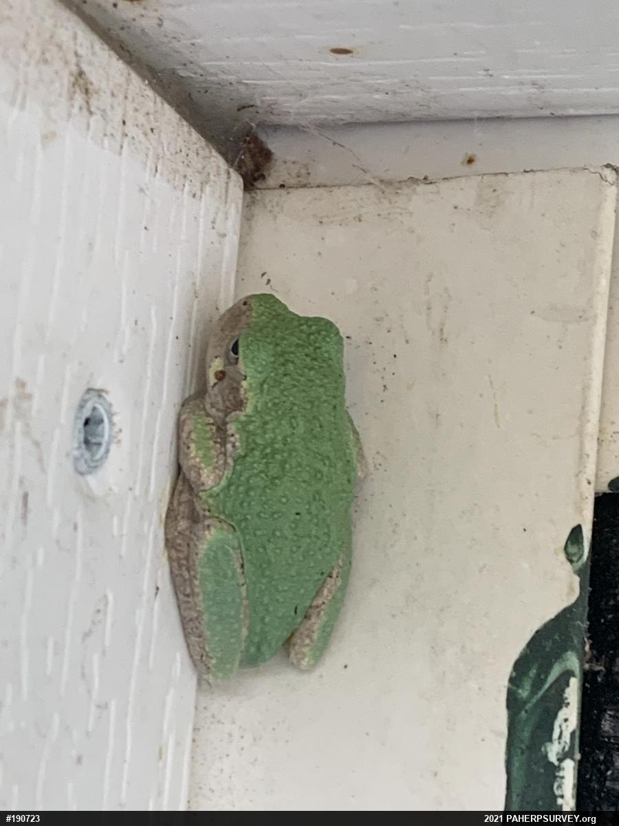 Unknown Gray Treefrog