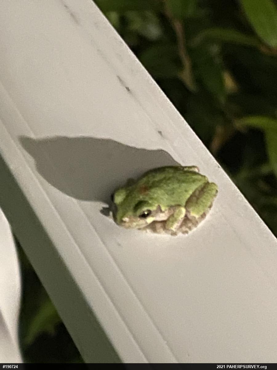 Unknown Gray Treefrog