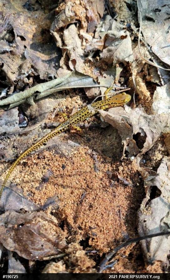 Eastern Long-tailed Salamander