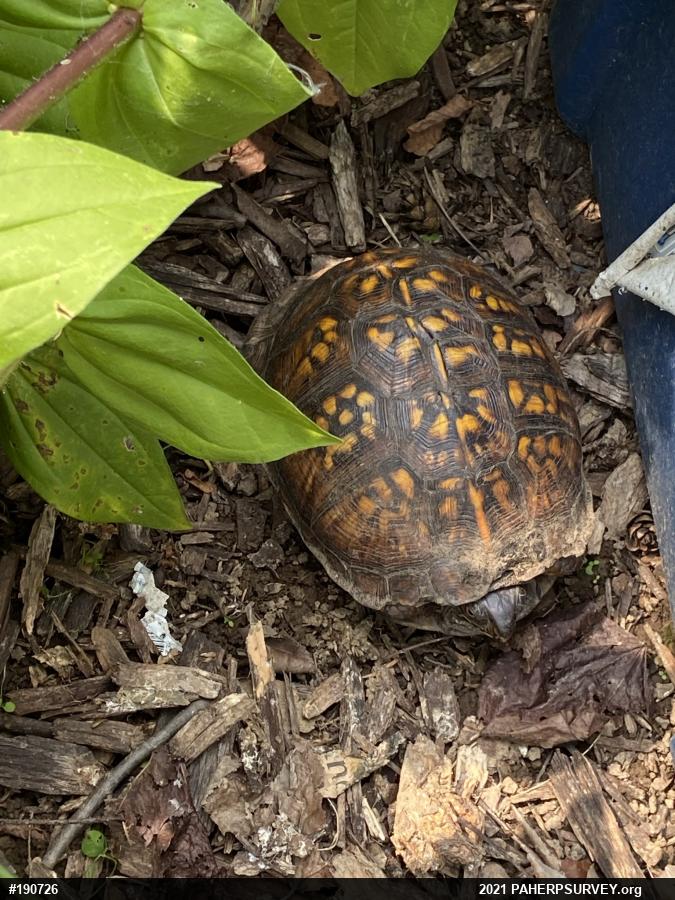 Eastern Box Turtle