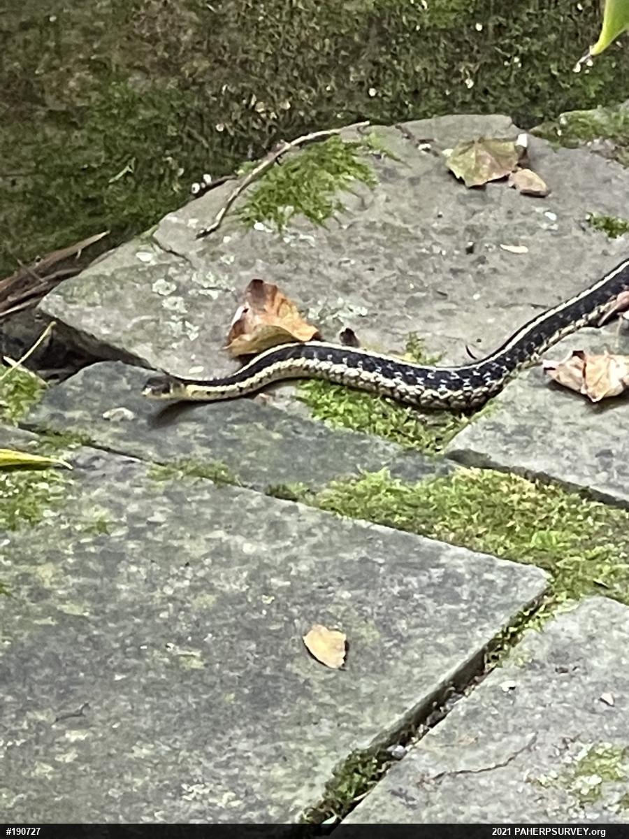 Eastern Gartersnake