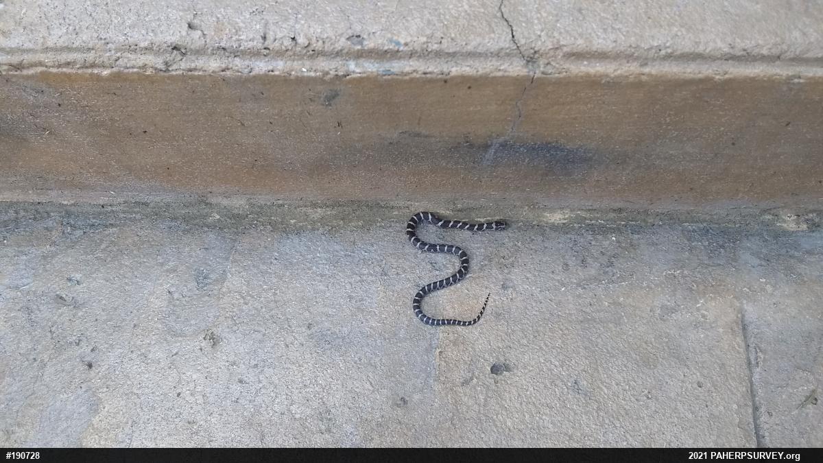 Eastern Milksnake