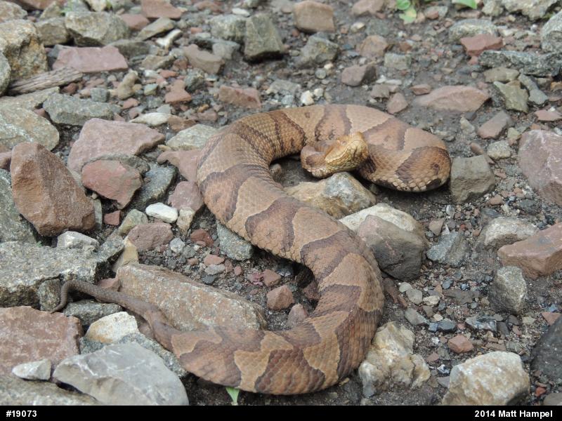 Northern Copperhead
