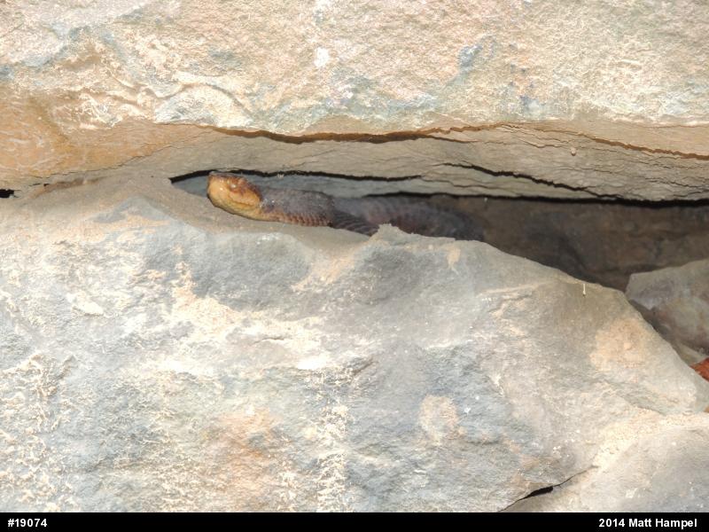 Northern Copperhead