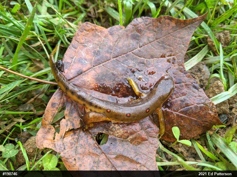 Red-spotted Newt