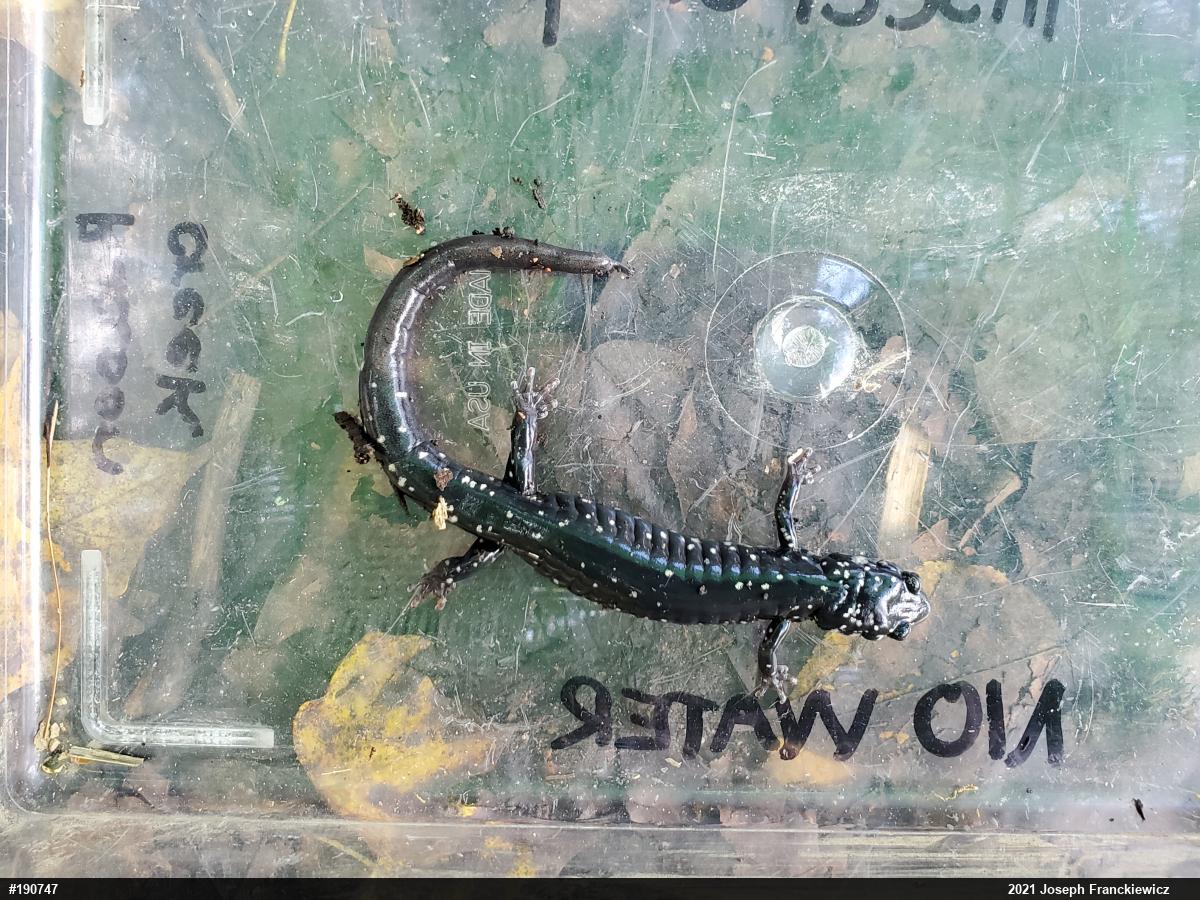 Northern Slimy Salamander