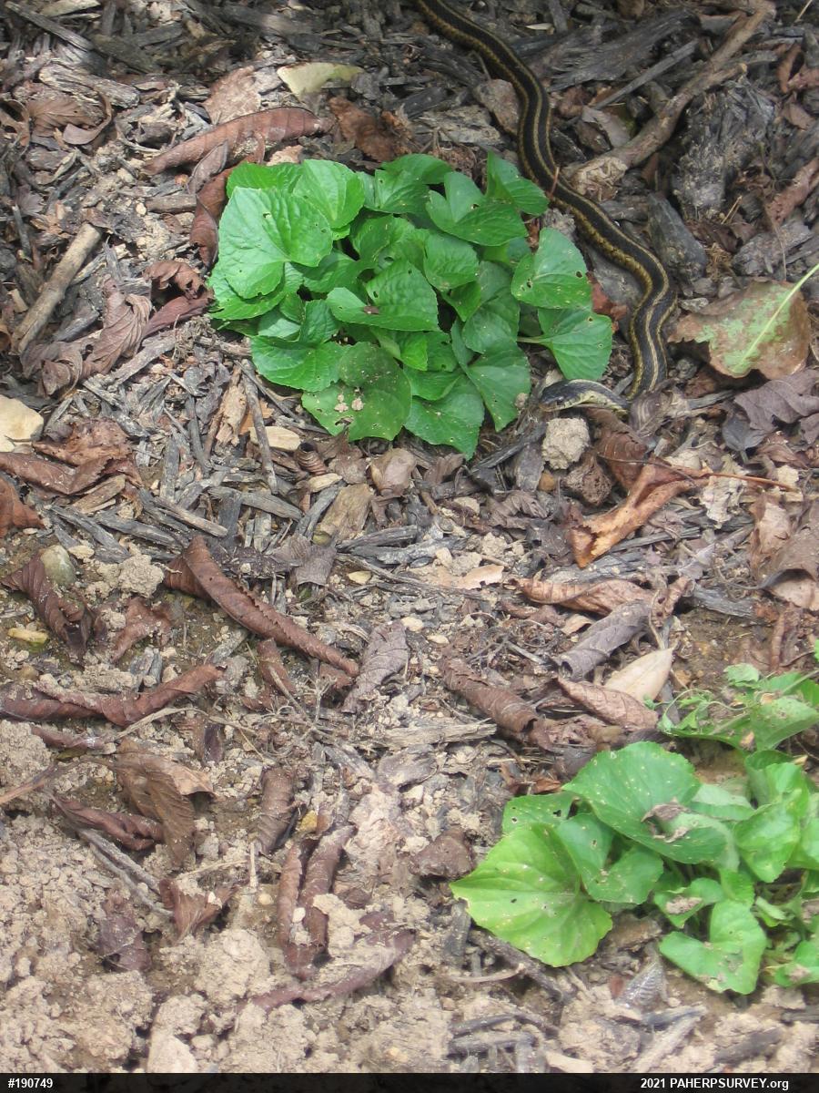 Eastern Gartersnake