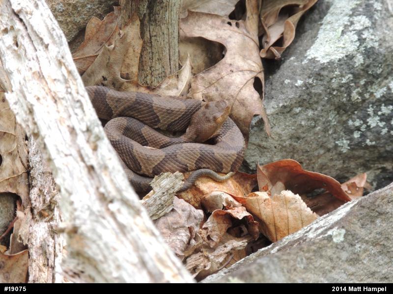 Northern Copperhead