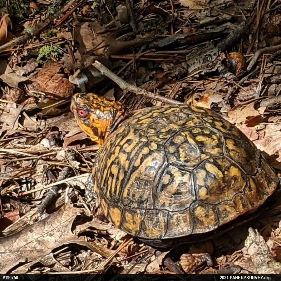 Eastern Box Turtle
