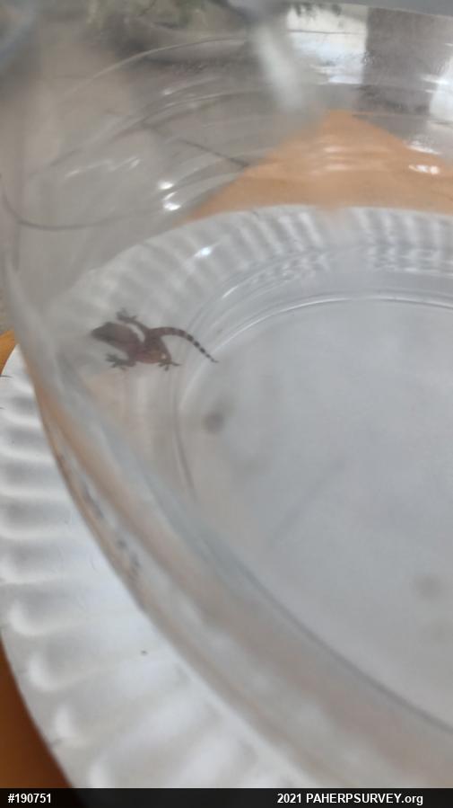 Mediterranean House Geckos