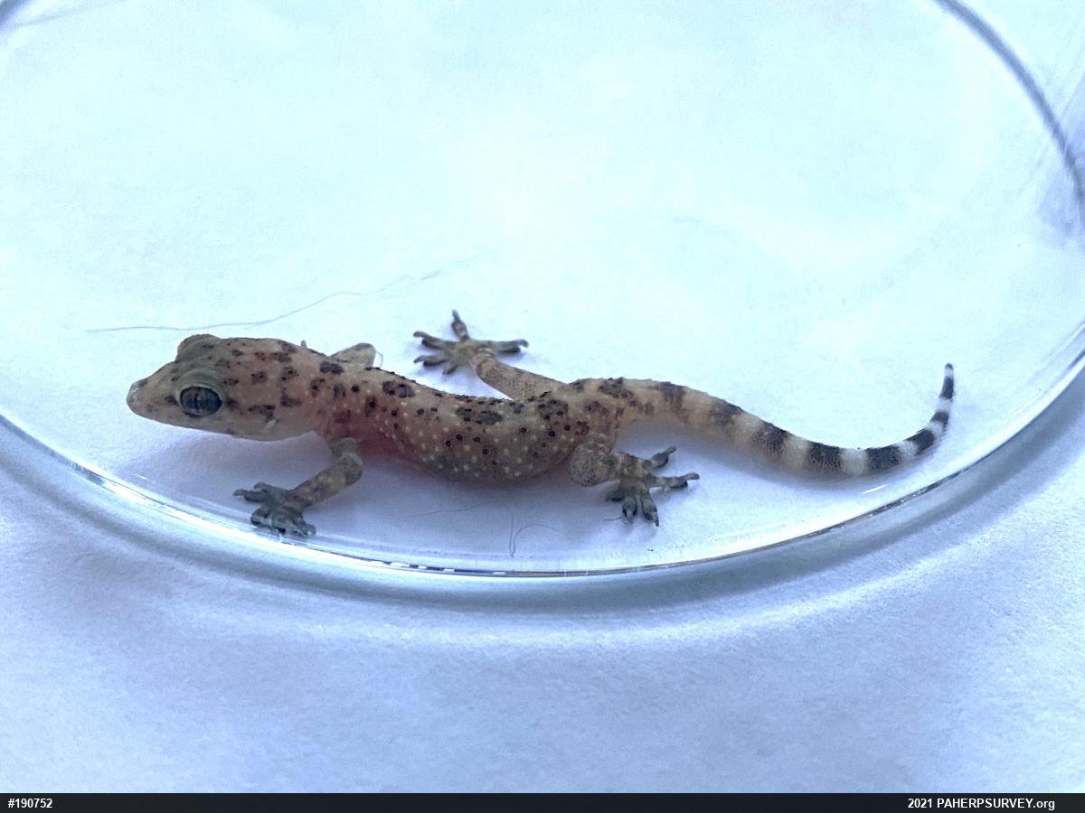 Mediterranean House Geckos