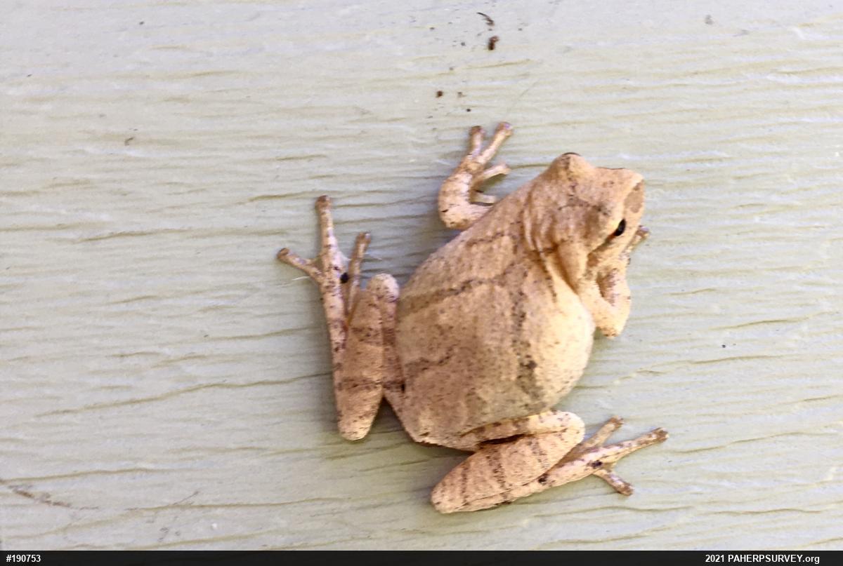 Spring Peeper
