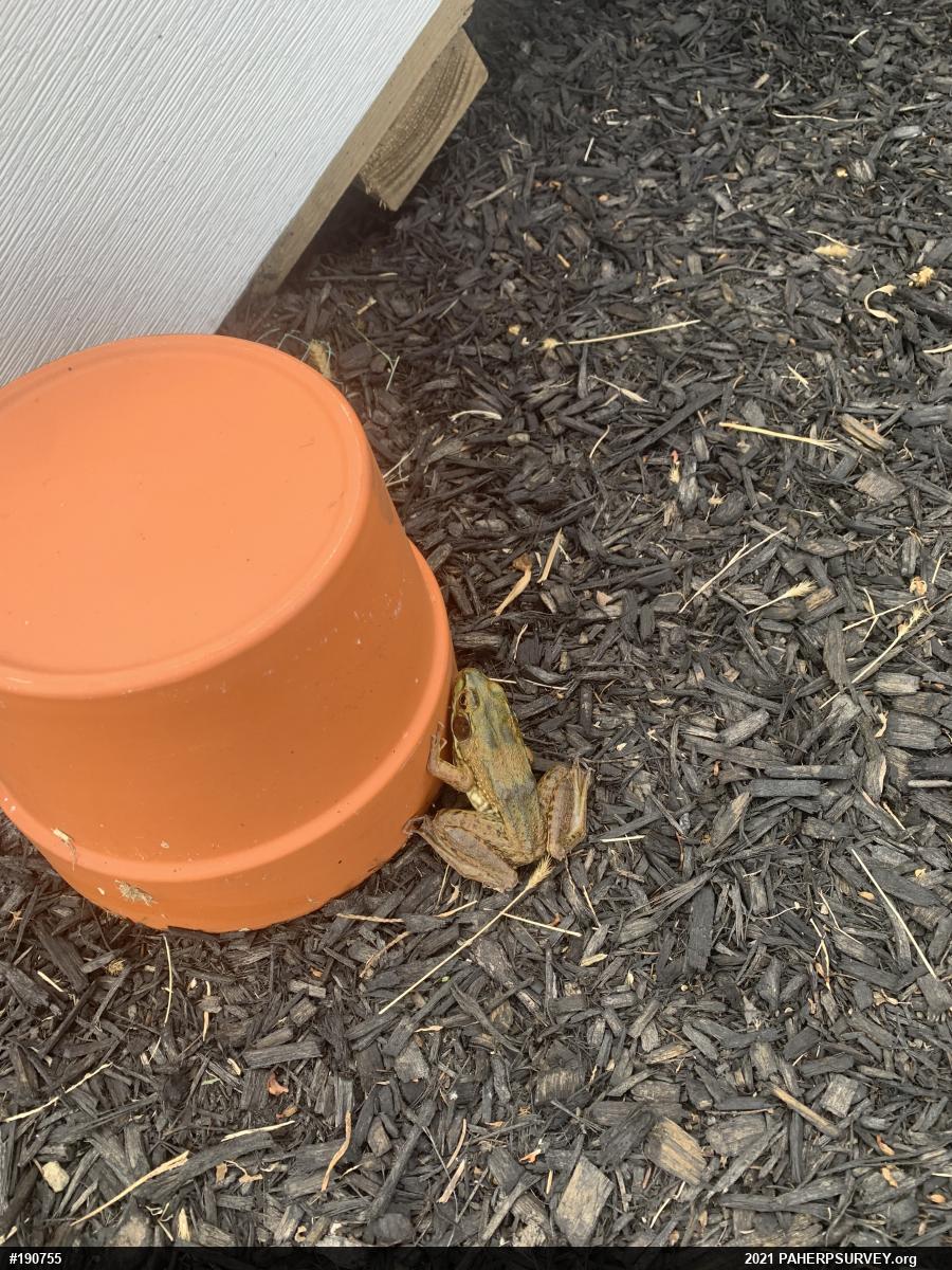 Green Frog