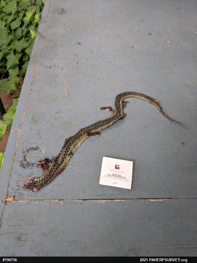 Eastern Gartersnake