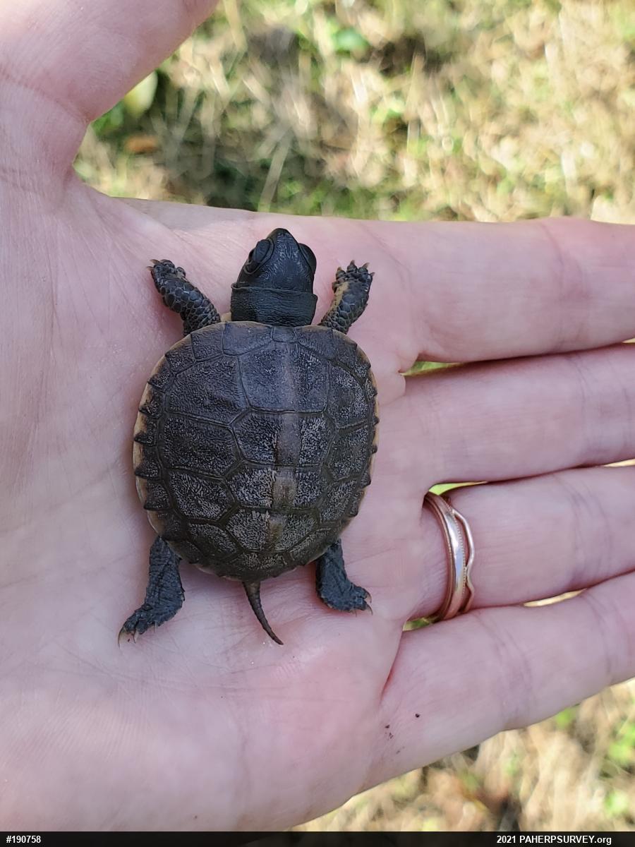 Eastern Box Turtle