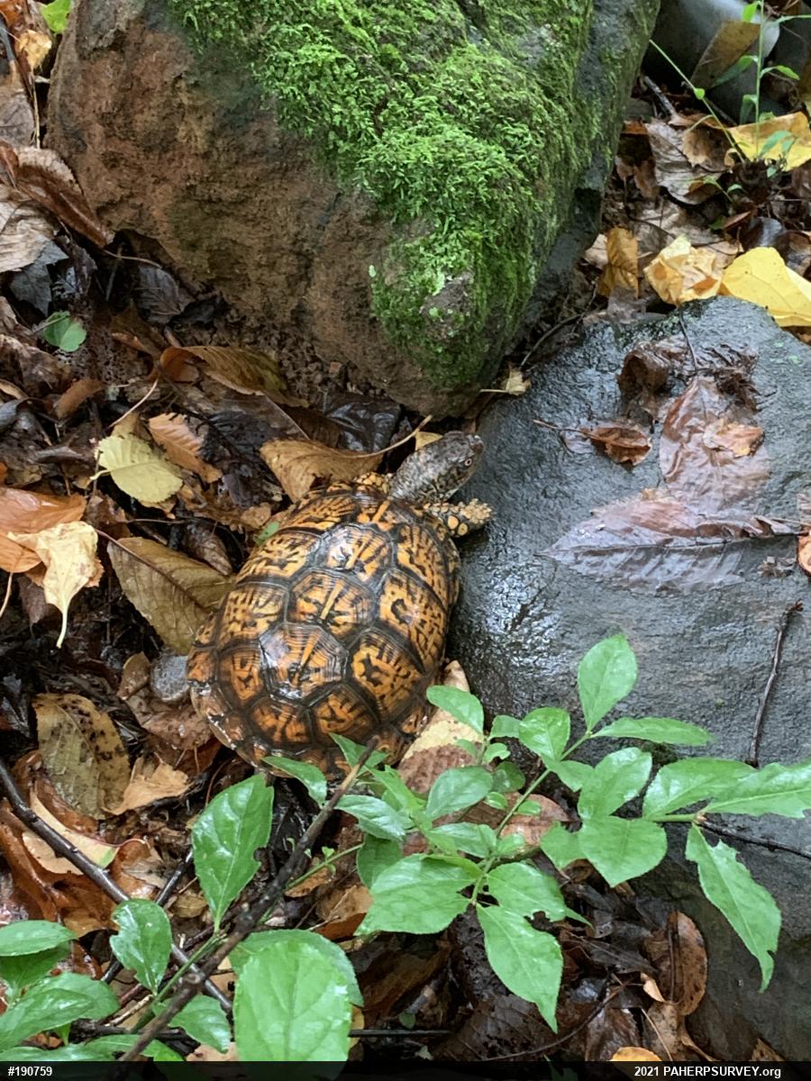 Eastern Box Turtle