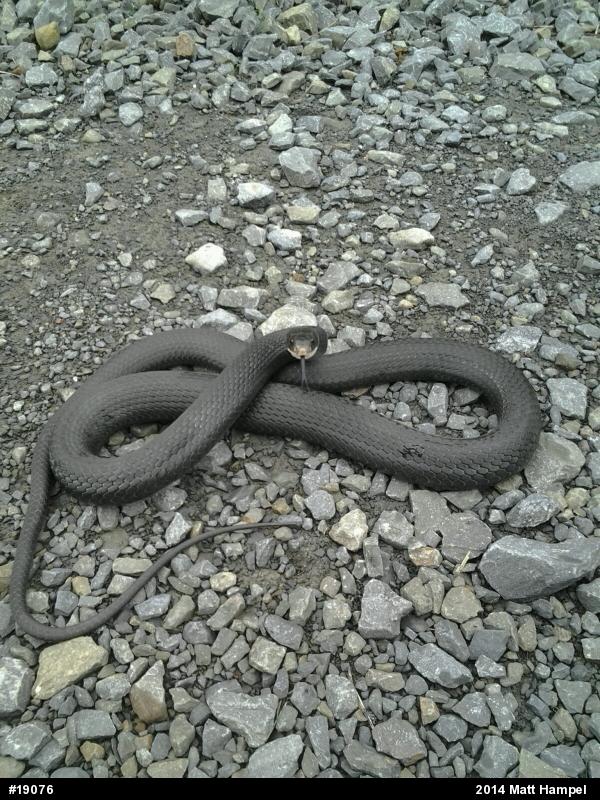 Northern Black Racer
