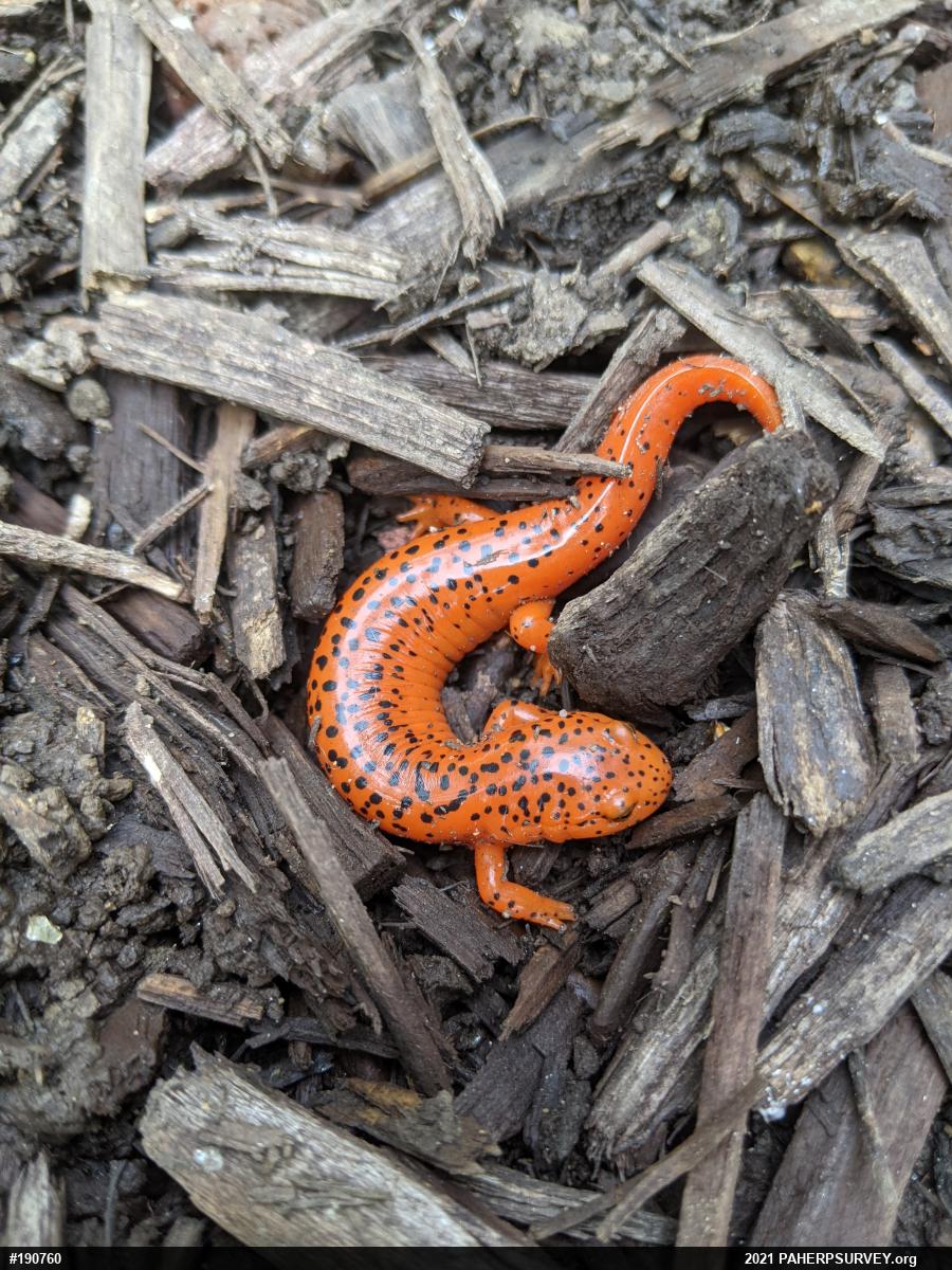 Northern Red Salamander