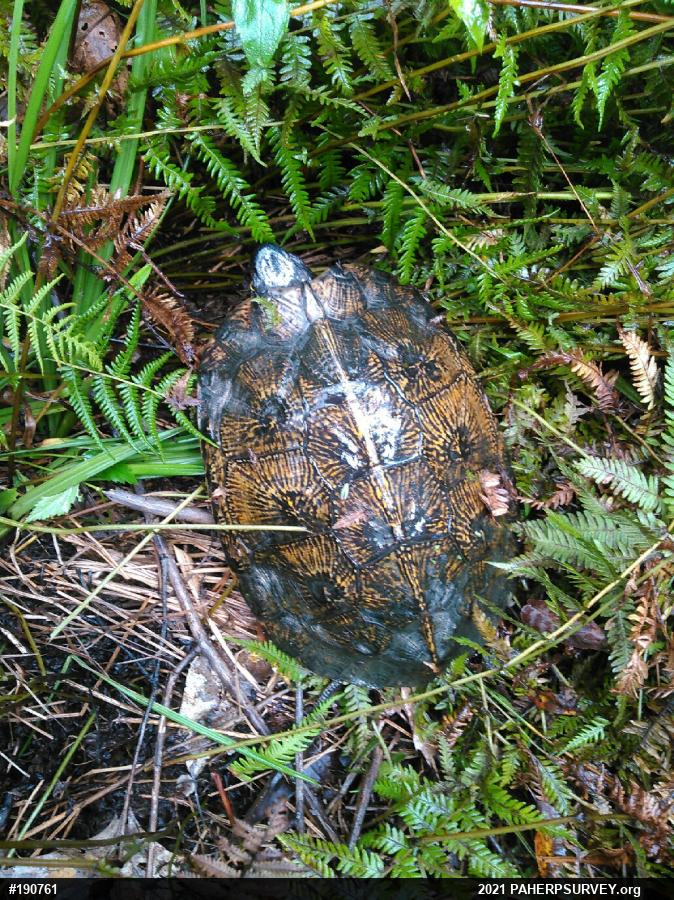 Wood Turtle