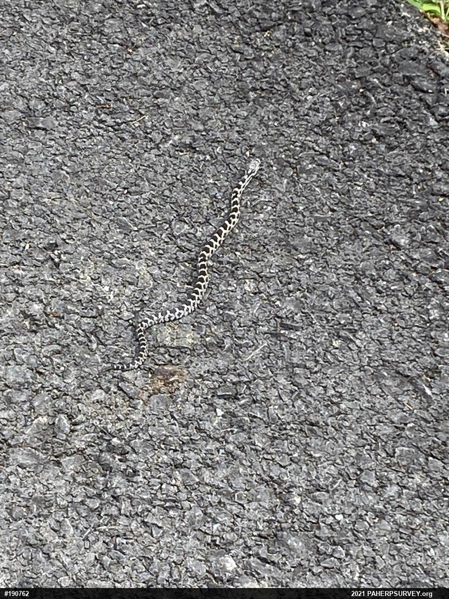 Eastern Ratsnake