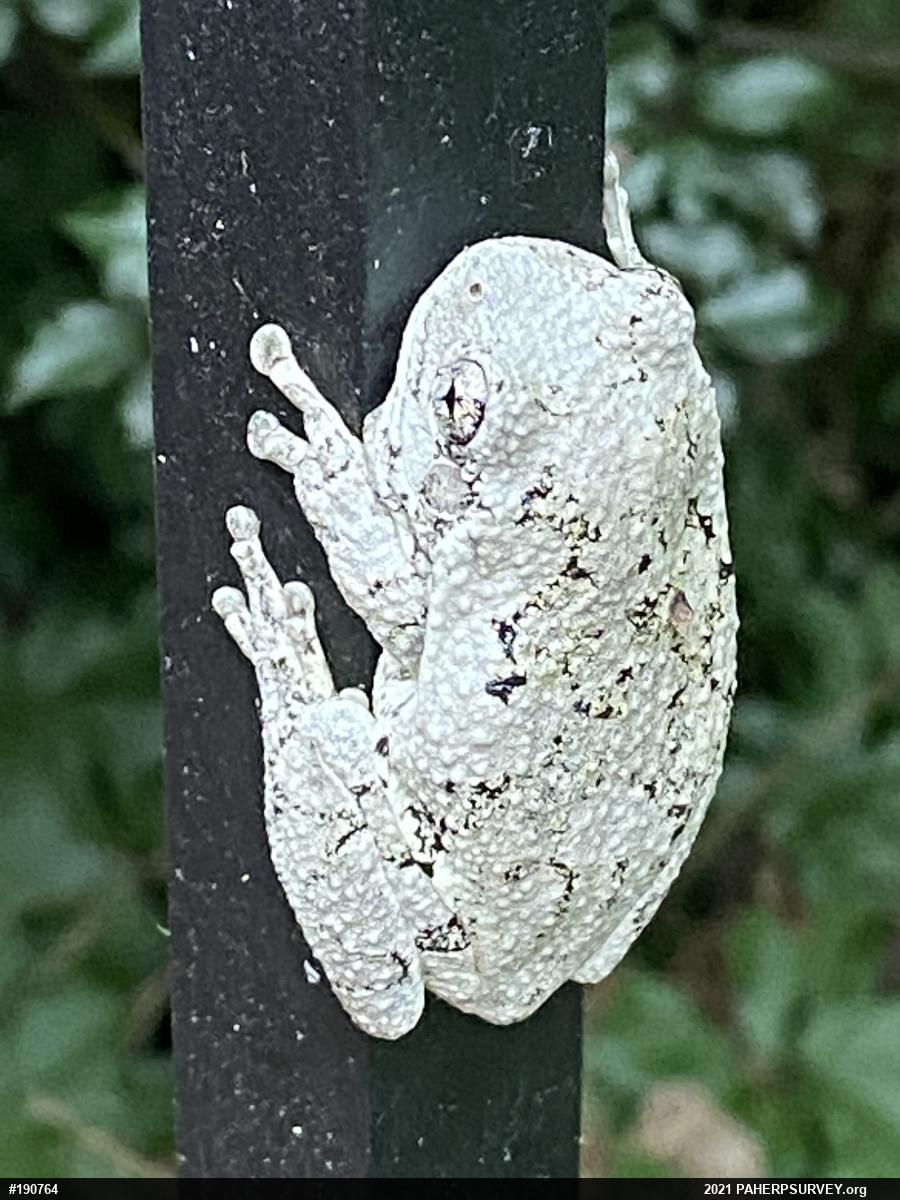 Unknown Gray Treefrog