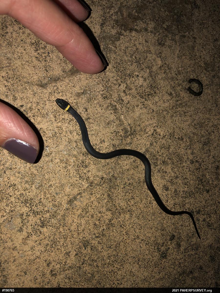 Northern Ring-necked Snake