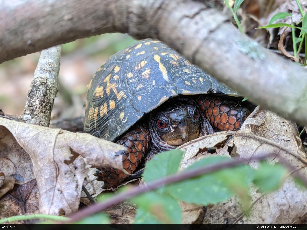 Eastern Box Turtle