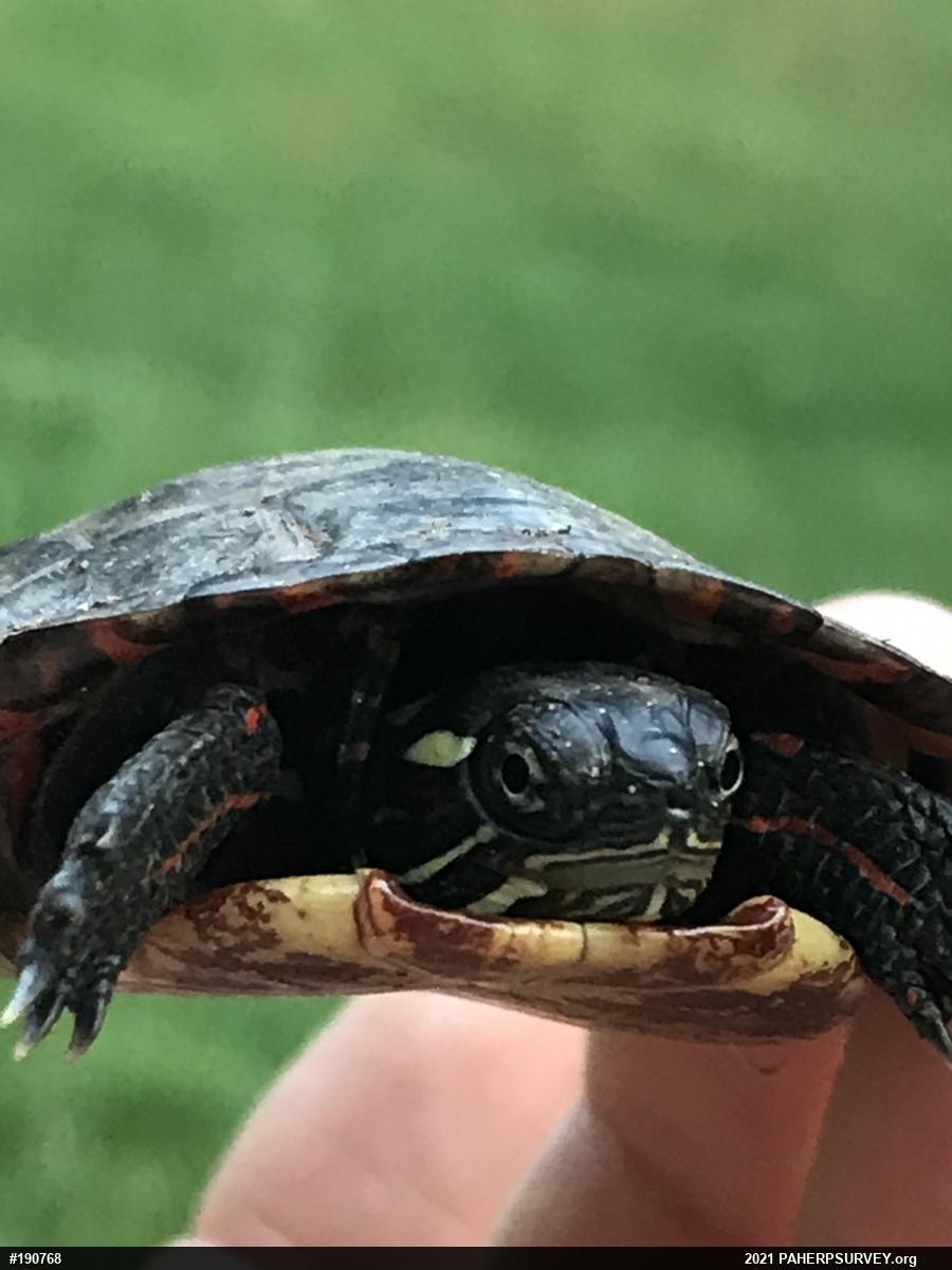 Painted Turtle