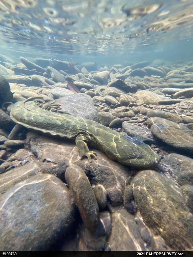 Eastern Hellbender