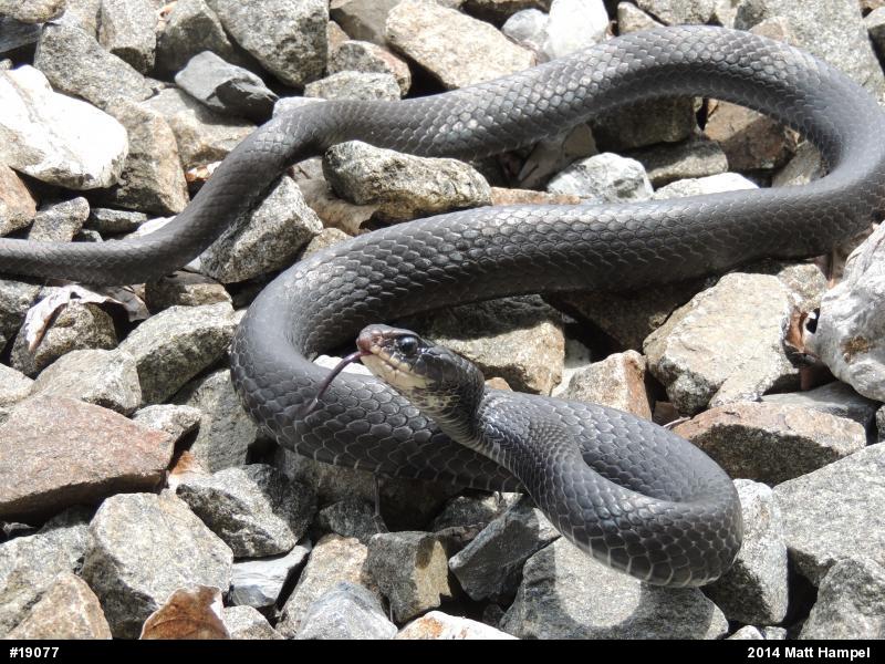 Northern Black Racer