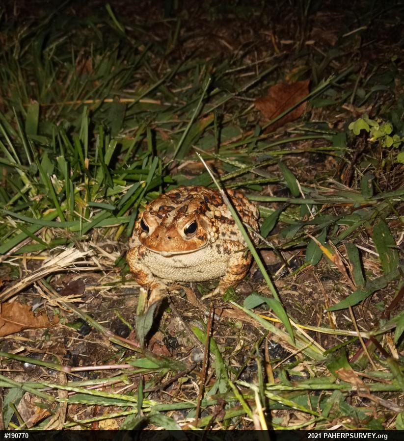 Eastern American Toad