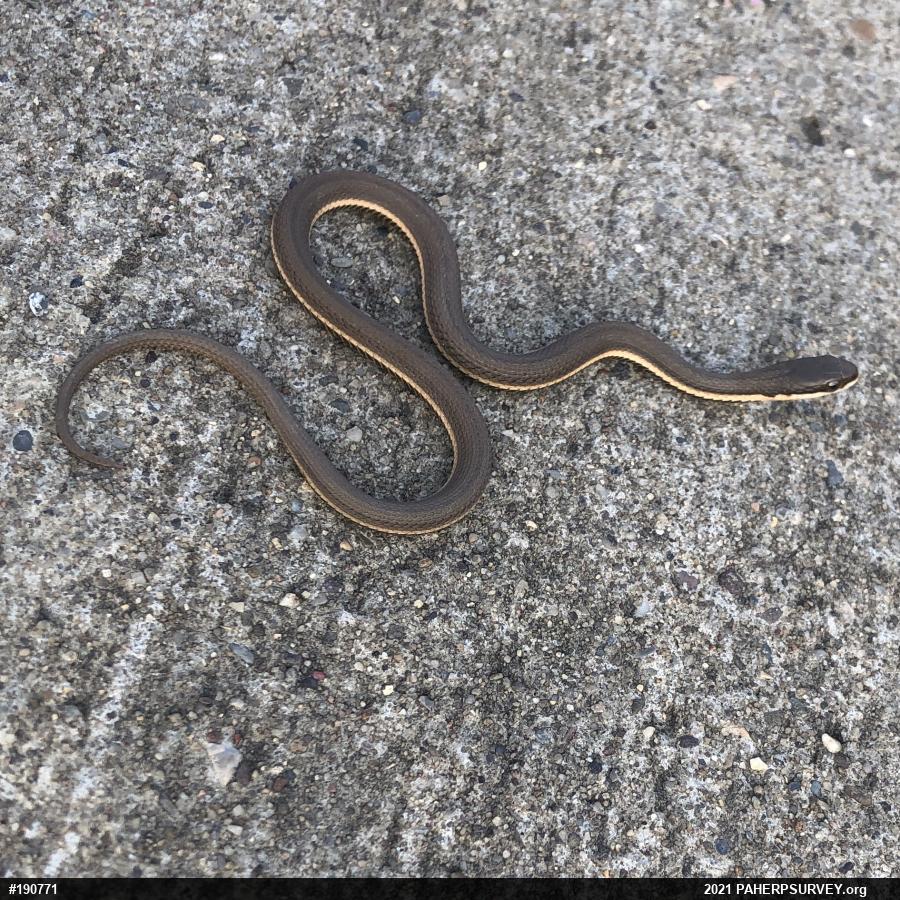 Queensnake