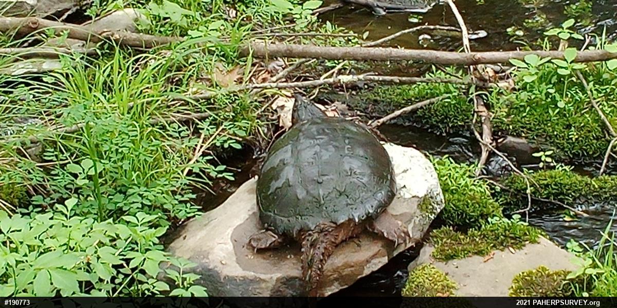 Snapping Turtle